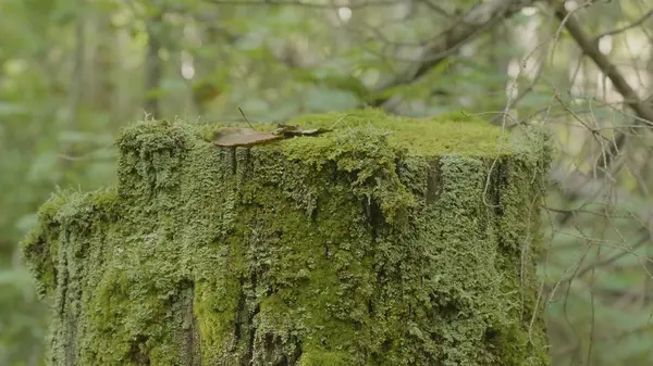 Ormandaki güdük üzerinde moss. Eski ahşap orman yosun ile. Güdük yeşil yosun spruce pine iğne yapraklı ağaç orman park ağaç kök kabuğu — Stok fotoğraf