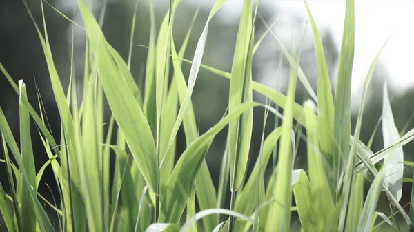 Primo piano di foglie di grano immaturo. Pianta di mais immatura con foglie verdi. Foglie di mais immaturo — Foto Stock