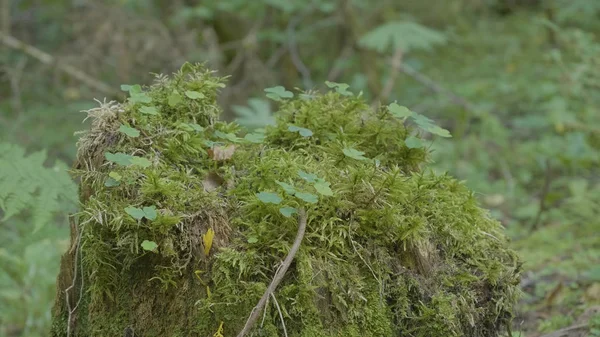 Vieille souche dans la forêt couverte de mousse avec de grandes racines. Mousse sur souche dans la forêt — Photo