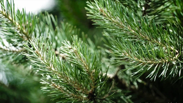 Las ramas verdes espinosas del abeto o el pino. Bonitas ramas de abeto. De cerca. Árbol de pino fresco siempre verde brillante agujas verdes ramas. Agujas de abeto nuevas, coníferas —  Fotos de Stock