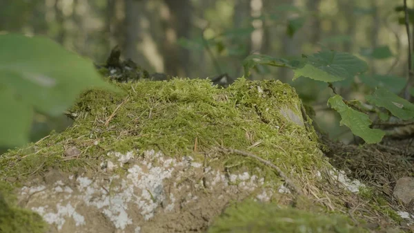 Vieille souche dans la forêt couverte de mousse avec de grandes racines. Mousse sur souche dans la forêt — Photo