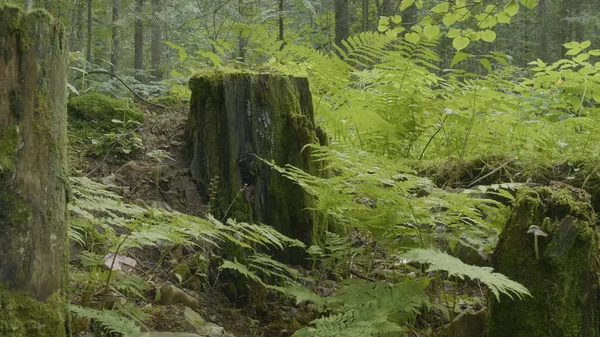 Old stump in the forest covered with moss With large roots. Moss on stump in the forest — Stock Photo, Image