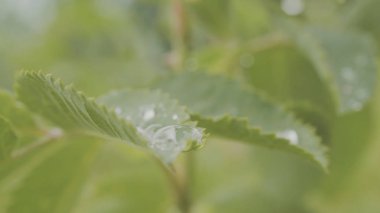 Su çiğ yaprak makro portre üzerinde güneş ışığı altında bırakın. Su ile taze yeşil çim yakın çekim damla