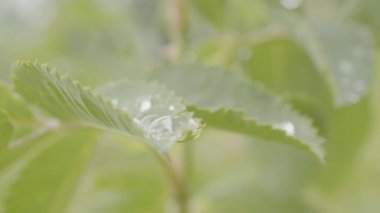 Su çiğ yaprak makro portre üzerinde güneş ışığı altında bırakın. Su ile taze yeşil çim yakın çekim damla