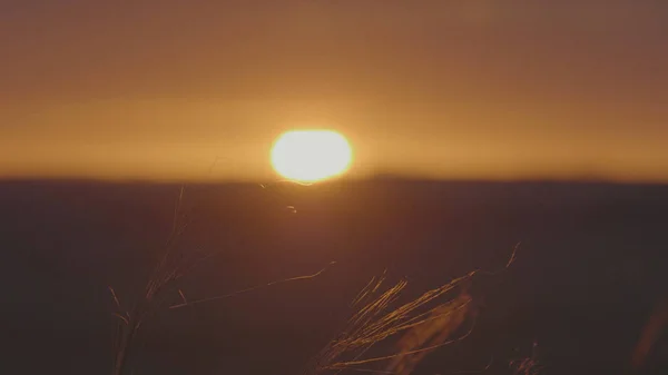 Трава на ветру на рассвете. Летний травяной луг приятного ветра с ярким солнечным светом солнечной весны — стоковое фото