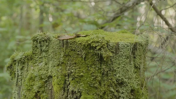 숲에서 그 루터 기에 이끼. 오래 된 갱도 지 한 주의 숲에서 이끼와 녹색 이끼 가문비나무 소나무 침 엽 수 나무 삼림 공원 나무 뿌리 껍질을 그 루터 기 — 스톡 사진