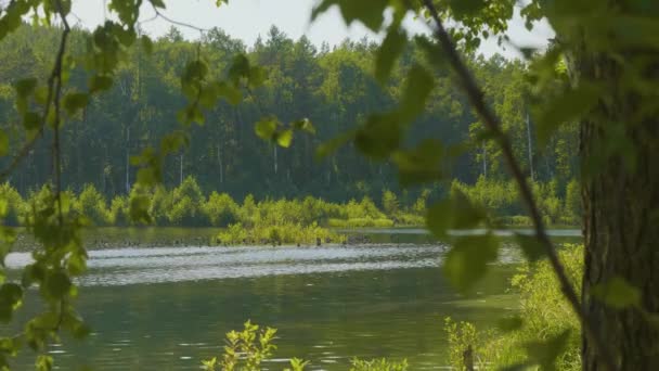 Belle eau claire bleue sur la rive du lac. Paysage forestier sur la côte reflété dans l'eau 