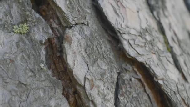 Mieren in de bast van de boom. De oranje mieren zijn voering van de grond aan de bomen om voedsel te vinden in hun nesten — Stockvideo