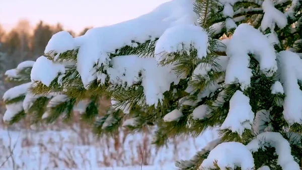 圣诞树下的雪。水滴分支的一棵圣诞树。冬季景观。雪下分支棵松树。树枝与锥体在冬天的雪下 — 图库照片