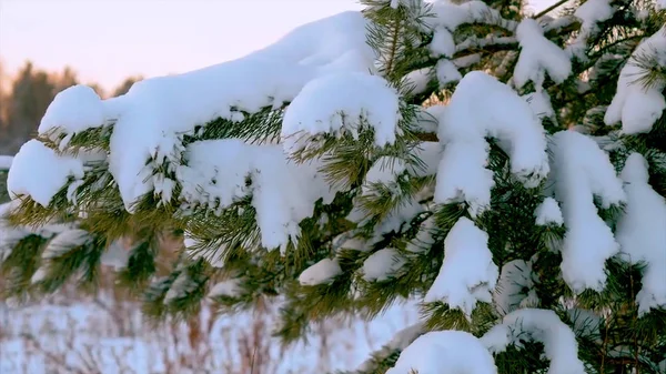 Weihnachtsbaum unter dem Schnee. ein Zweig eines Weihnachtsbaums mit Wassertropfen. Winterlandschaft. Kiefernzweig unter Schnee. Äste mit Zapfen unter dem Schnee im Winter — Stockfoto