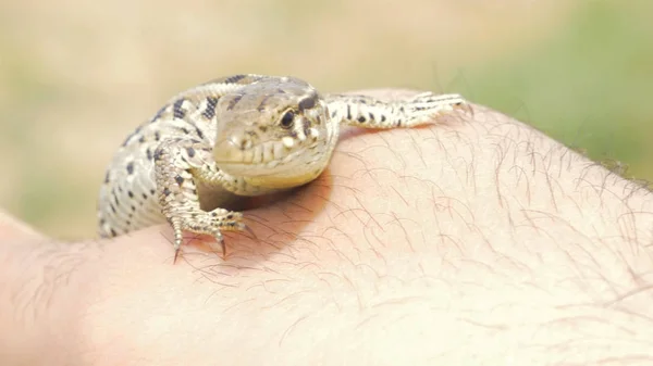 Hagedis profiel close-up. Close-up hoofd van Green lizard — Stockfoto