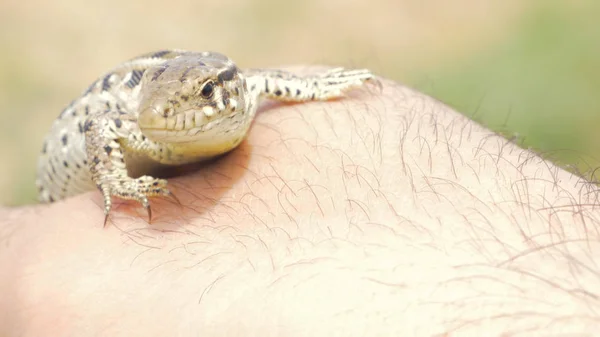 Hagedis profiel close-up. Close-up hoofd van Green lizard — Stockfoto
