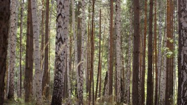 Sonbahar Orman ağaçları. Doğa yeşil ahşap güneş ışığı arka planları. Sonbahar ve yapraklara Altın yaprağı ile ağacı