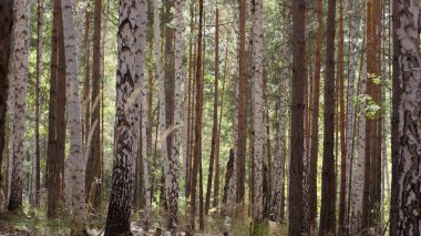 Sonbahar Orman ağaçları. Doğa yeşil ahşap güneş ışığı arka planları. Sonbahar ve yapraklara Altın yaprağı ile ağacı