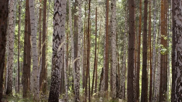 Sonbahar Orman ağaçları. Doğa yeşil ahşap güneş ışığı arka planları. Sonbahar ve yapraklara Altın yaprağı ile ağacı