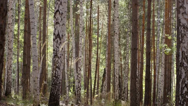 Sonbahar Orman ağaçları. Doğa yeşil ahşap güneş ışığı arka planları. Sonbahar ve yapraklara Altın yaprağı ile ağacı