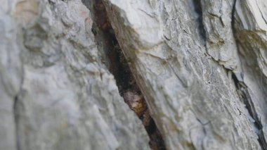 Ağaç kabuğu içinde karıncalar. Turuncu karıncalar yuvalarına içinde yiyecek bulmak için ağaçlar için yerden yukarı astar