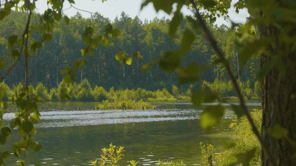 Прекрасна блакитна чиста вода на березі озера. Лісовий пейзаж на узбережжі віддзеркалений у воді — стокове фото