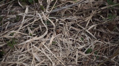 Bir yılan yakalamak. Yılan kaçış. kuyruk tarafından yılan yakalamak adam çalışır ama o ishal, kaçmak. Güzel yılan