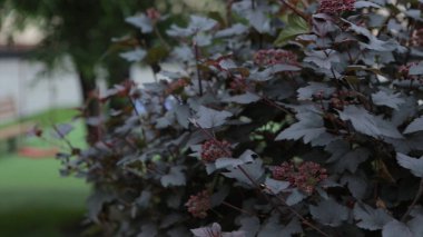 Adam bir Park bankında gider. Yakışıklı hipster güneşli günde açık tezgah üzerinde öğle yemeği zamanında kahve iç. Adam var dinlenmek veya şehir parkı içinde düşünmek için zaman
