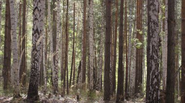 Orman ağaçları. ahşap doğa yeşil. Park ağaç doğa. Ormandaki sonbahar