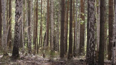 Orman ağaçları. ahşap doğa yeşil. Park ağaç doğa. Ormandaki sonbahar