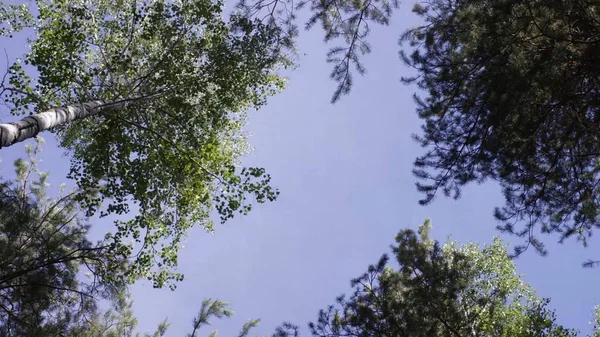 Topo de árvores na floresta escura. Árvore no topo da floresta de outono. Árvores e céu — Fotografia de Stock