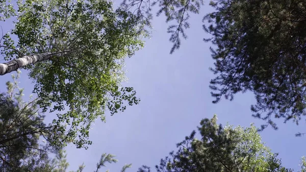 Topo de árvores na floresta escura. Árvore no topo da floresta de outono. Árvores e céu — Fotografia de Stock