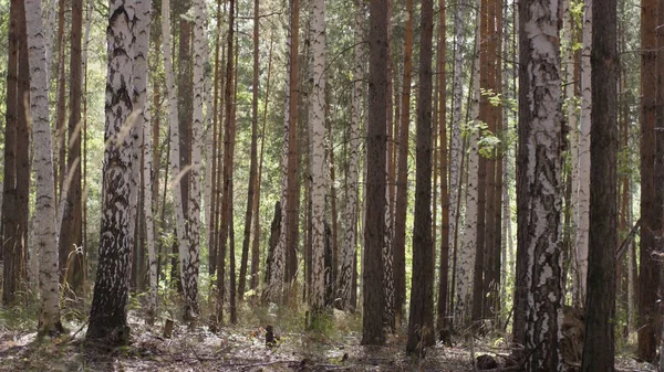 Forest bomen. natuur groene hout. Natuur park boom. Herfst in het bos — Stockfoto