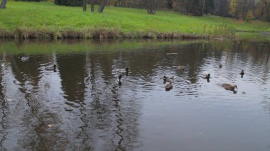 Ördek suda şehir park su birikintisi üzerinde. yaban ördekleri gölde. yaban kazları. ördekler gün su. Ördekler