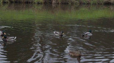 Ördek suda şehir park su birikintisi üzerinde. yaban ördekleri gölde. yaban kazları. ördekler gün su. Ördekler