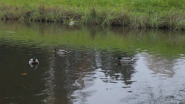 Утки на воде в городском пруду. дикие утки в озере. дикие гуси. утки на воде днем. Утки — стоковое фото