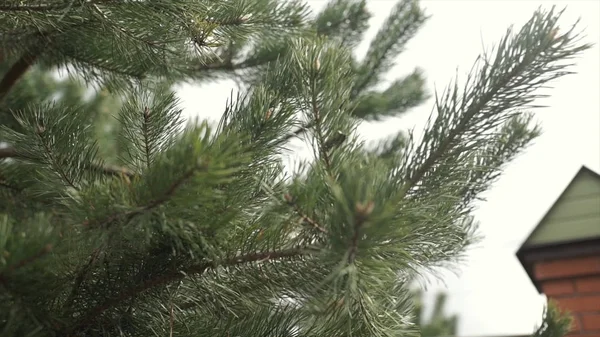 De takken van bont-boom. Groenblijvende fir den boomtak. Blauwe en groene sparren naalden op een takken. Groene stekelige takken van een bont-boom of pine — Stockfoto