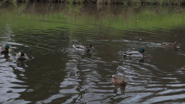 Patos en el agua en el estanque del parque de la ciudad. patos salvajes en el lago. gansos salvajes. patos en el agua por el día. Patos. — Foto de Stock