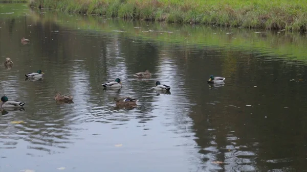 도시 공원 연못에 있는 물에 오리입니다. 야생 오리는 호수에. 와일드 거 위 네입니다. 하루에 물에 오리입니다. 오리 — 스톡 사진