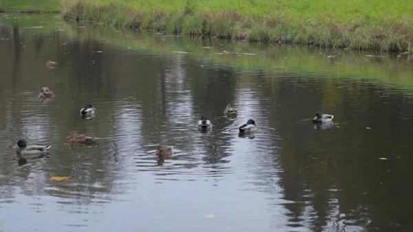 Утки на воде в городском пруду. дикие утки в озере. дикие гуси. утки на воде днем. Утки — стоковое фото