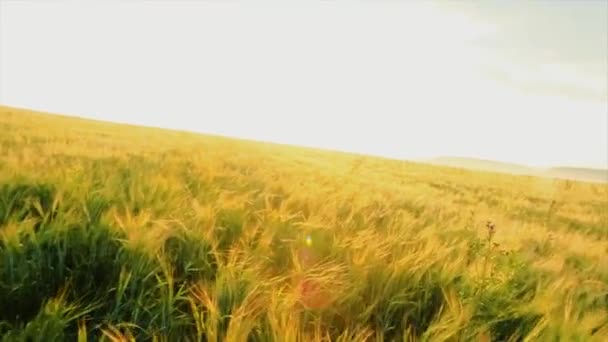 Tall grass are on the flood meadow on background of dramatic clouds during sundown. Golden Meadow at Sunset — Stock Video