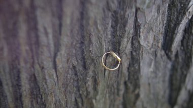 ahşap nikah yüzükleri. Alyans ahşap arka plan üzerinde. Eski ahşap arka plan üzerinde alyans. ormanlık arka plan üzerinde eski alyans