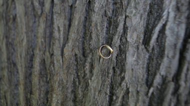 ahşap nikah yüzükleri. Alyans ahşap arka plan üzerinde. Eski ahşap arka plan üzerinde alyans. ormanlık arka plan üzerinde eski alyans