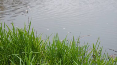 Yeşil çim ve Nehri üzerinde gri taş. Yaz aylarında güneşli gün sakin bir Nehri üzerinde. Gölde atılıyor