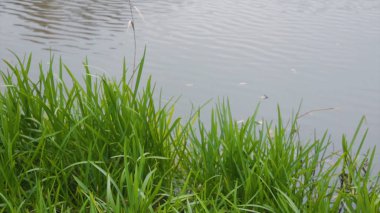 Yeşil çim ve Nehri üzerinde gri taş. Yaz aylarında güneşli gün sakin bir Nehri üzerinde. Gölde atılıyor