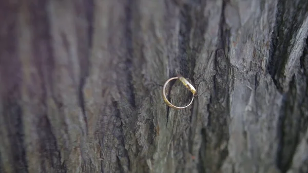 Обручальное кольцо на дереве. обручальное кольцо на деревянном фоне. Свадебные кольца на деревянном старом фоне. Старые обручальные кольца на лесистом фоне — стоковое фото