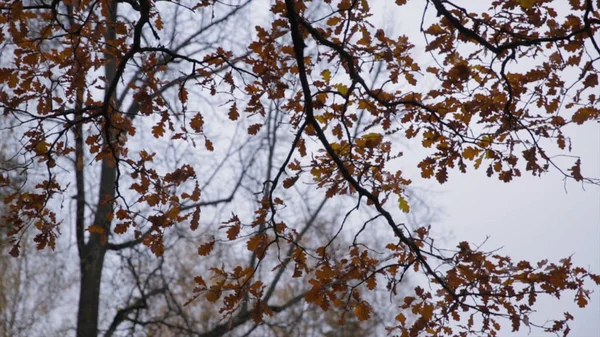 Gelbe Blätter rascheln. Sonne und gelbe Blätter. leuchtend gelbe Herbstblätter des Ahorns auf dem Hintergrund des Himmels. — Stockfoto