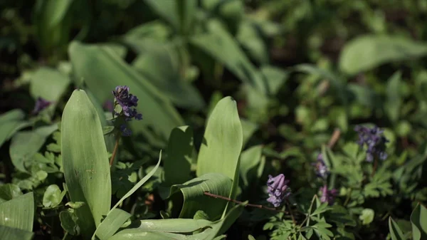 Lirio del valle Convallaria majalis flores púrpuras. Lirio púrpura del valle sobre hierba. Flor de primavera. Primer plano. Fondo verde natural de lirio de mayo, lirio del valle, Convallaria majalis — Foto de Stock