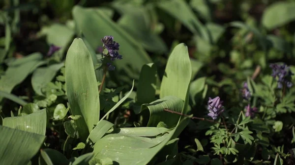 Lirio del valle Convallaria majalis flores púrpuras. Lirio púrpura del valle sobre hierba. Flor de primavera. Primer plano. Fondo verde natural de lirio de mayo, lirio del valle, Convallaria majalis — Foto de Stock