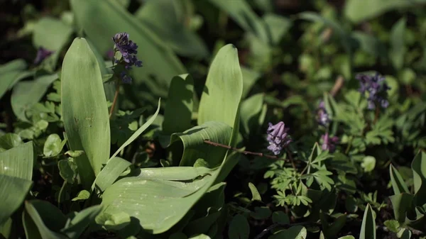 Lys de la vallée Convallaria majalis fleurs violettes. Lys pourpre de la vallée sur l'herbe. Floraison printanière. Gros plan. Fond vert naturel de lis de mai, lis de la vallée, Convallaria majalis — Photo