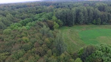 Güneşli bir gün ormanda. Çalılık ve ormanın üzerinde havadan görünümü