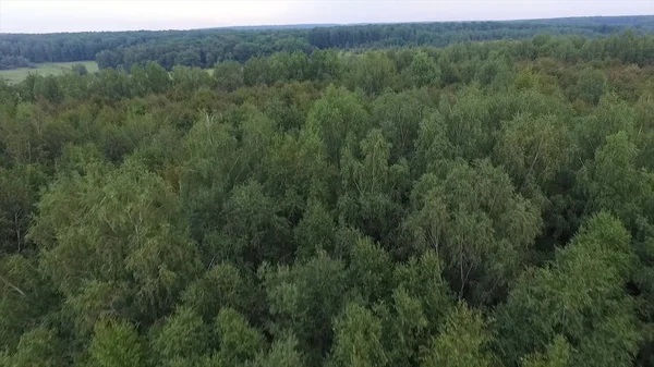 Forêt par temps ensoleillé. Vue aérienne sur les fourrés de la forêt — Photo