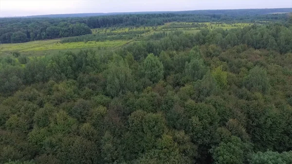 Las w słoneczny dzień. Widok z lotu ptaka na gęstwinę lasu — Zdjęcie stockowe