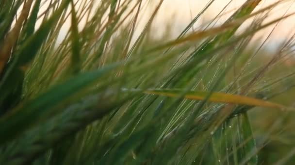 Paesaggio rurale sotto la luce del sole. Sfondo maturazione spighe di prato campo di grano. Ricco concetto di raccolto. Campo di grano. Orecchie di grano dorato da vicino. Bella Natura Tramonto Paesaggio . — Video Stock